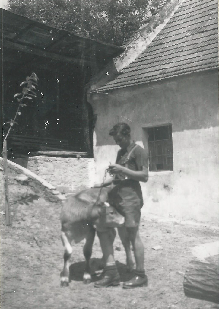 Siegfried Gfatter mit Kalbn im Hof Rust Nr. 19 (Elternhaus)