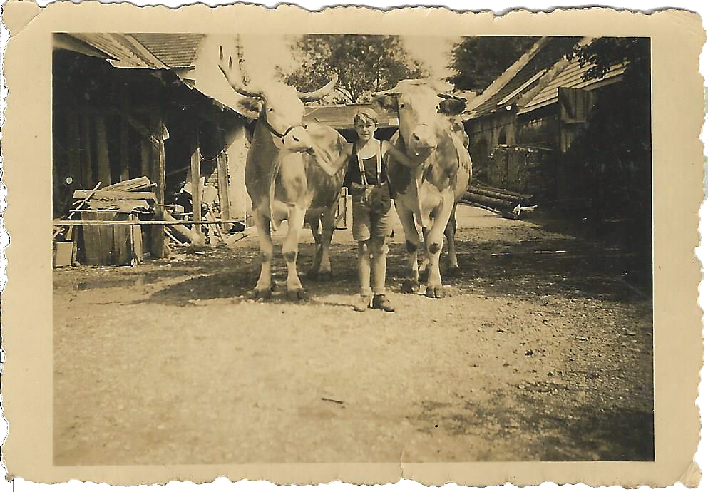 Werner Gfatter mit Ochsen im Hof Rust Nr. 19 (Elternhaus)